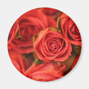 Orange pfirsichfarbener Rosen-Foto-Kunstmagnet Magnet