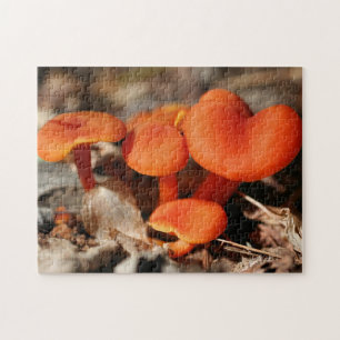 Orange Pilzfamilie Natur  