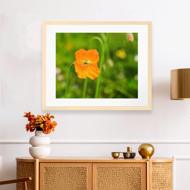 Orange Poppy blühende Sommer-Blume auf grünem Foto Poster (Please note: This image is a digital mockup. The product may not be in scale.)
