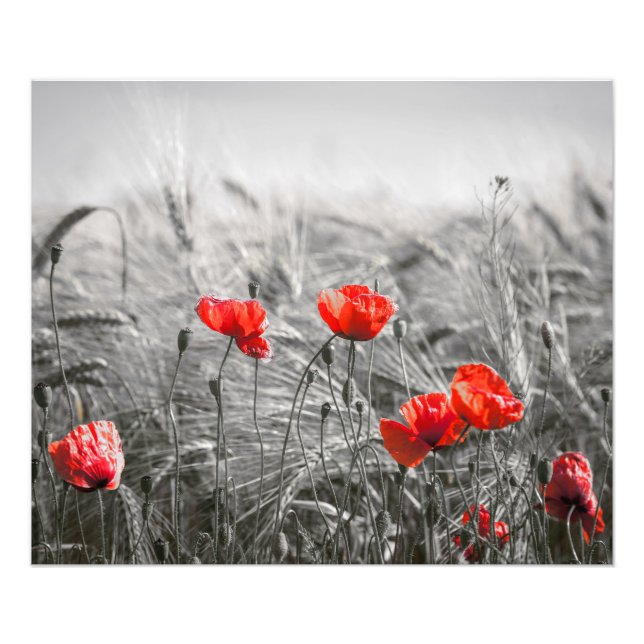 Orange Poppy Blume Field Minimalistisch Fotografie (Vorne)