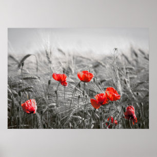 Orange Poppy Blume Field Minimalistisch Fotografie Poster