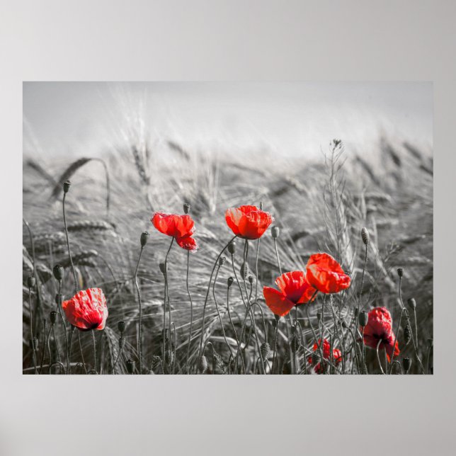 Orange Poppy Blume Field Minimalistisch Fotografie Poster (Vorne)