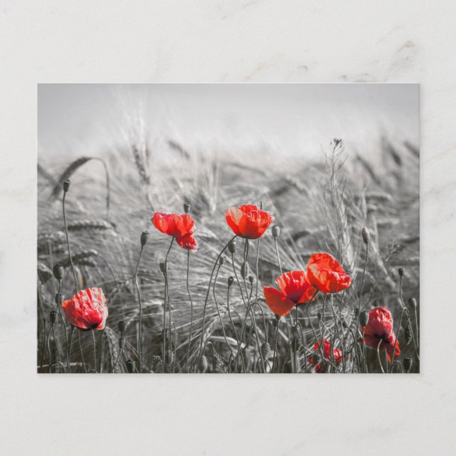 Orange Poppy Blume Field Minimalistisch Fotografie Postkarte (Vorderseite)