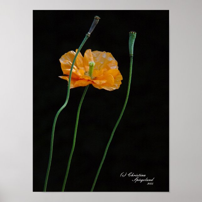 Orange Poppy Blume Poster (Vorne)