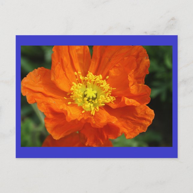 Orange Poppy Blume Postkarte (Vorderseite)