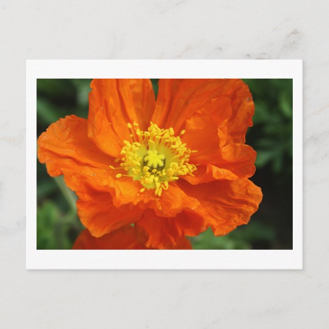 Orange Poppy Blume Postkarten (Vorderseite)