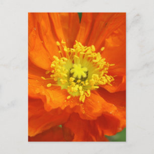Orange Poppy Blume Postkarten