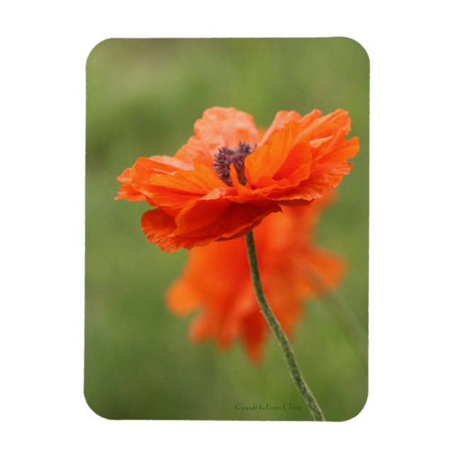 Orange Poppy Magnet (Vertikal)