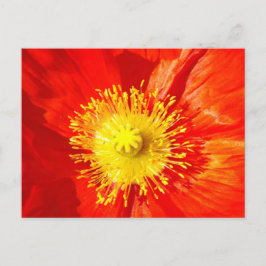 Orange Poppy Postcard Postkarte