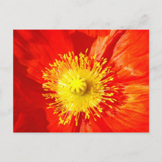 Orange Poppy Postcard Postkarte