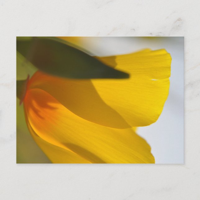 Orange Poppy Postkarte (Vorderseite)