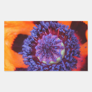 Orange Poppy Up Nah Rechteckiger Aufkleber