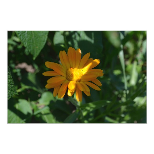 Orange Pot Marigold Blume Personalisiert Fotodruck (Vorne)