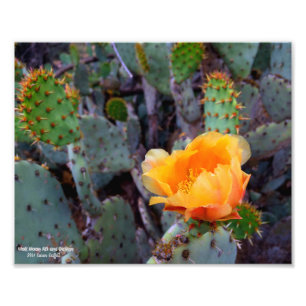 Orange Prickly Pear Cactus Blume Blossom Fotodruck