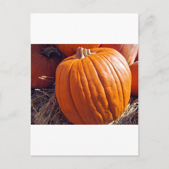 Orange Pumpkin Postkarte (Vorderseite)
