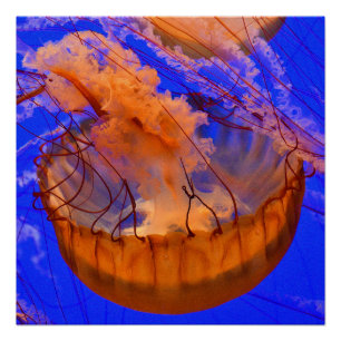 Orange Quallen Glänzendes Poster Ozean Wandkunst