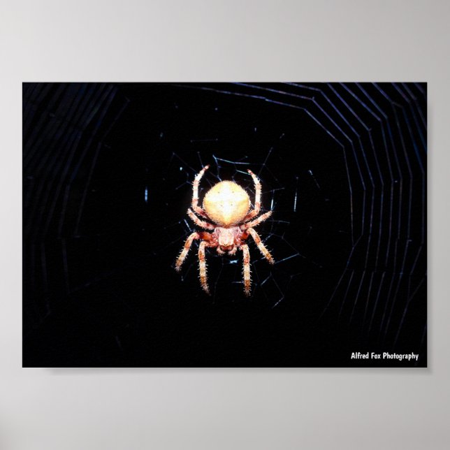 Orange-Radspinner Poster (Vorne)