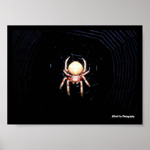 Orange-Radspinner Poster