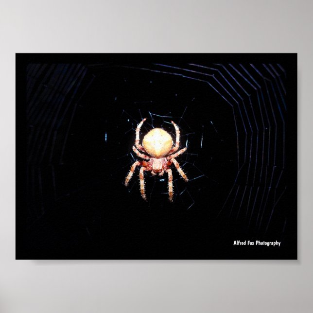 Orange-Radspinner Poster (Vorne)