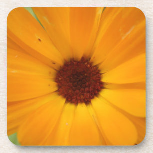Orange Rain Daisy Cork Untersetzer