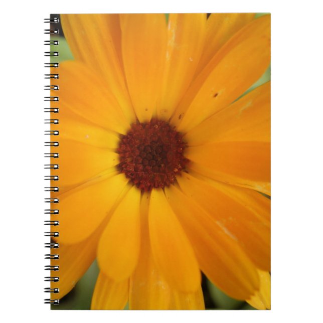 Orange Rain Daisy Notebook Notizblock (Vorderseite)