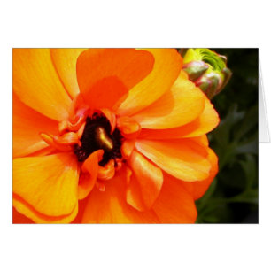Orange Ranunculus mit schwarzer Mitte