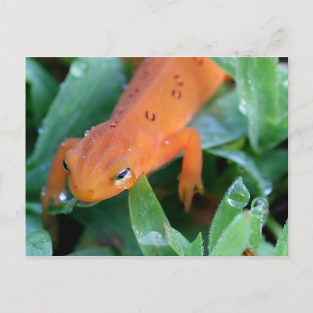 Orange Red Eft Salamander Nature Postkarte (Vorderseite)