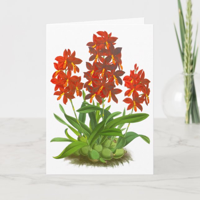 Orange Red Orchid Blume Blank Note Card Karte (Vorderseite)