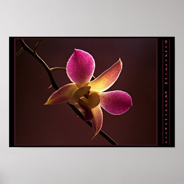Orange-Red Orchid Poster (Vorne)