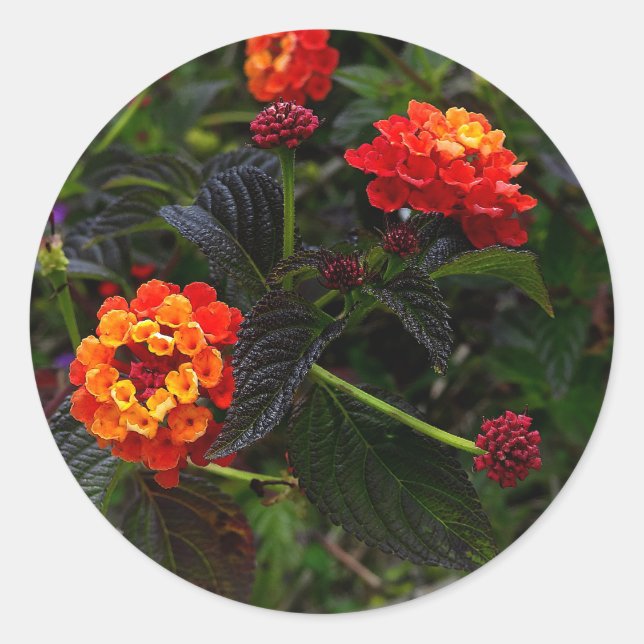 Orange Red Trailing Lantana #1 Stickers (Vorderseite)