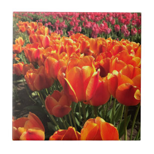 Orange & Red Tulips Fliese