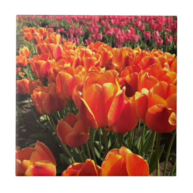 Orange & Red Tulips Fliese (Vorderseite)