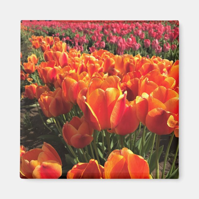 Orange & Red Tulips Magnet (Vorne)