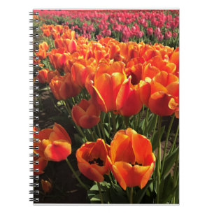 Orange & Red Tulips Notizblock
