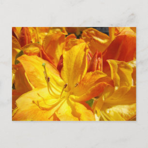 Orange Rhodies Blumen Postkarten Rhododendren