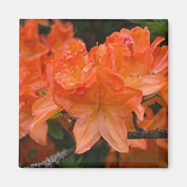 Orange Rhododendron Flower Magnet (Vorne)