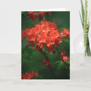 Orange Rhododendron Grußkarte Karte