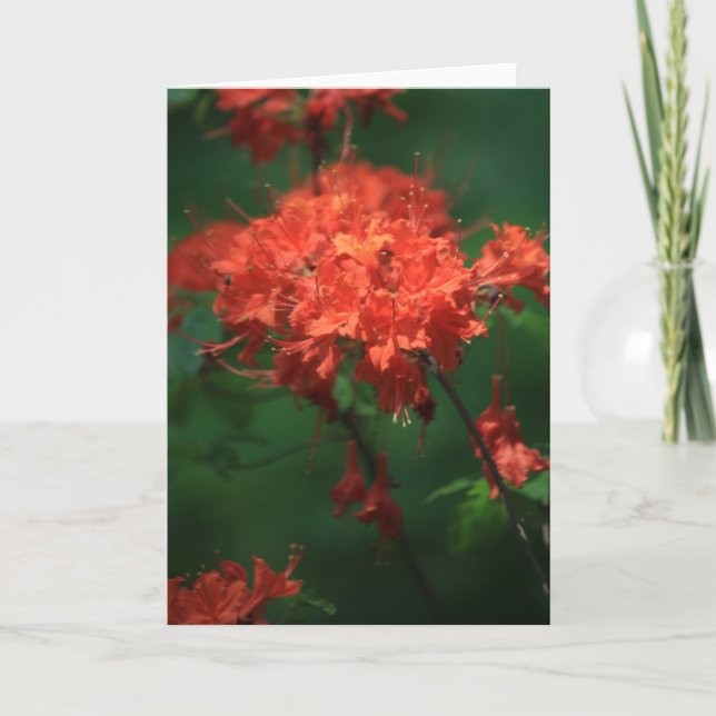 Orange Rhododendron Grußkarte Karte (Vorderseite)