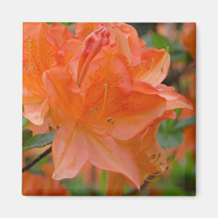 Orange Rhododendron Lemonara Blume Magnet