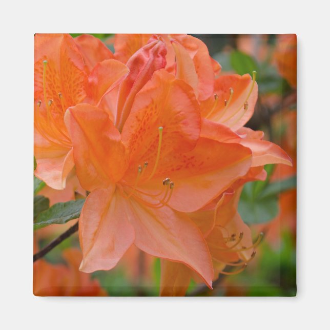 Orange Rhododendron Lemonara Blume Magnet (Vorne)