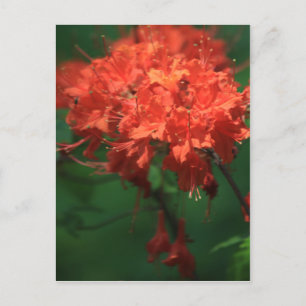 Orange Rhododendron Postcard Postkarte