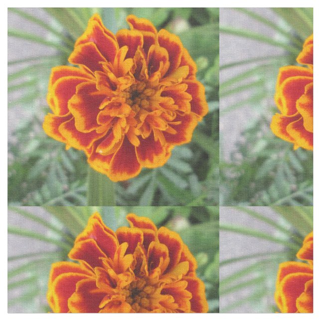 Orange Ringelblumen-Blume Stoff (Nahaufnahme)