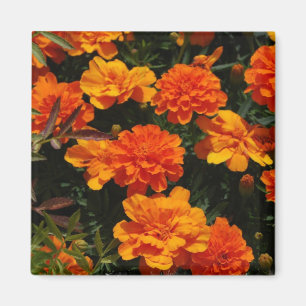 Orange Ringelblumen-Blumen-Magnet Magnet