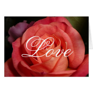 Orange Rose
