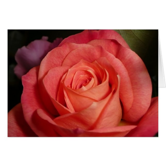 Orange Rose (Vorderseite (Horizontal))