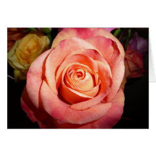 Orange Rose