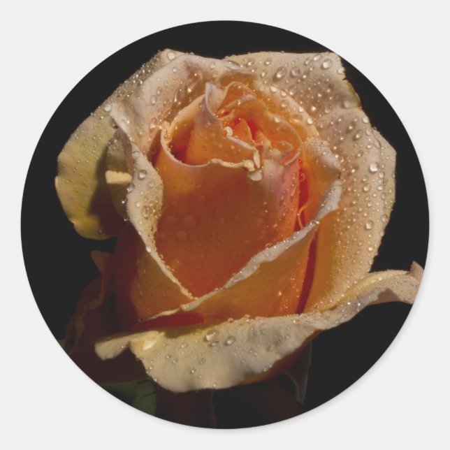 Orange Rose 1 Runder Aufkleber (Vorderseite)