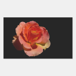 Orange Rose 2 Rechteckiger Aufkleber