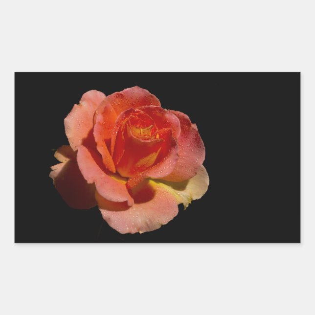 Orange Rose 2 Rechteckiger Aufkleber (Vorderseite)