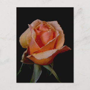Orange Rose 3 Postkarte